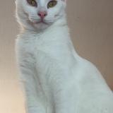 Picture of cat lost at Neuilly Crimolois