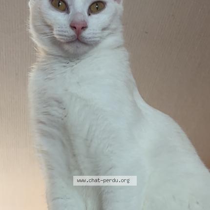 Photo 2/3 Moogly Chat lost in Neuilly crimolois