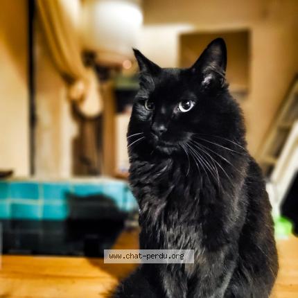 Photo 1/1 Giovanni Chat lost in Noisy le sec