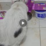 Photo of a cat found in Mexico