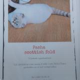 Picture of cat lost at Willebroek