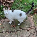 Picture of cat found at Champigny Sur Marne