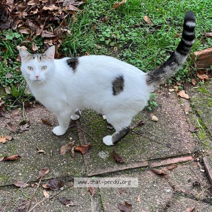 Photo 1/1 Found cat Found in Champigny sur marne