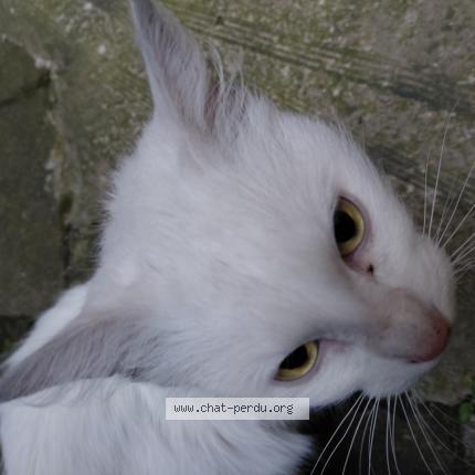 Photo 1/1 Found cat Found in Saint etienne