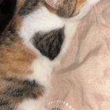 Picture of cat found at Belfort