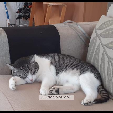 Photo 1/1 Billy Chat lost in Deols