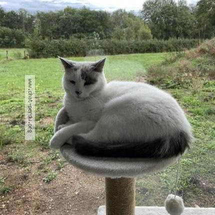 Photo 1/1 Suna Chat lost in Decize