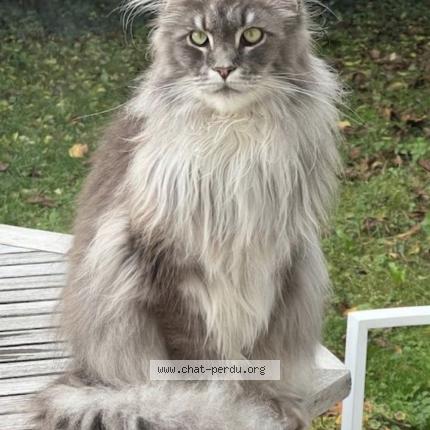 Photo 1/1 TENESSEE Chat lost in Savigny sur orge