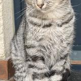 Picture of cat found at Goussainville