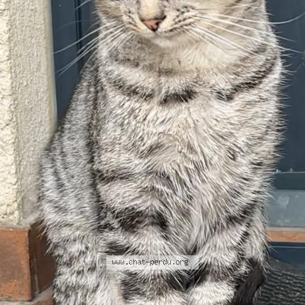 Photo 1/1 Found cat Found in Goussainville