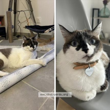 Photo 1/1 Nala Chat lost in Savenes