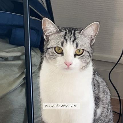 Photo 1/1 mia Chat lost in Le mans