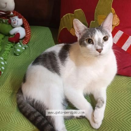 Photo 1/1 Haku Chat lost in Tejar