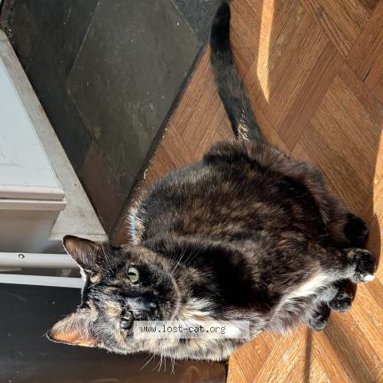 Photo 1/1 Cat reunited Lost in Spring