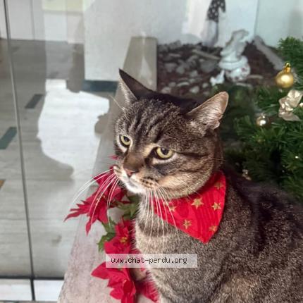 Photo 1/1 L&eacute;o Chat lost in Schiltigheim