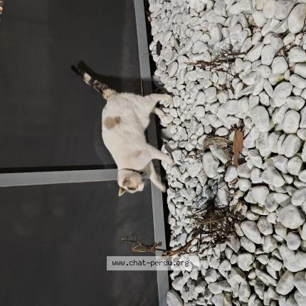 Photo 1/1 Cat reunited Found in Champigny sur marne