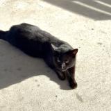 Picture of cat found at Northwood