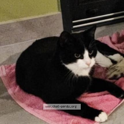 Photo 1/1 Marquez Chat lost in Challans