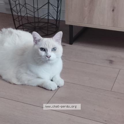 Photo 1/1 Moca Chat lost in Laye pegnel