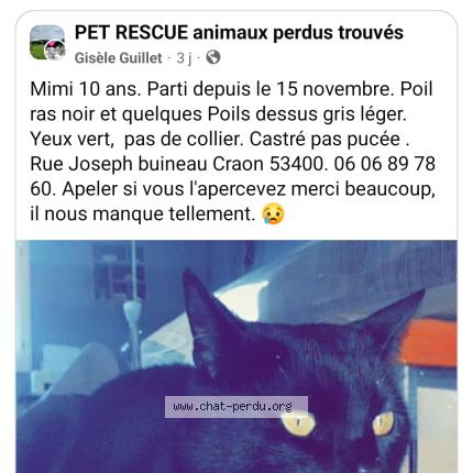 Photo 1/1 Mimi Chat lost in Craon