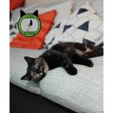 Picture of cat lost at Willems