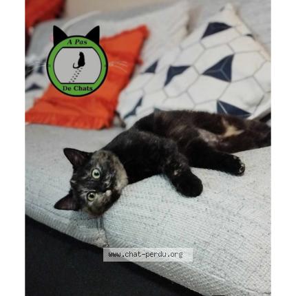 Photo 1/1 Coquelicot Chat lost in Willems