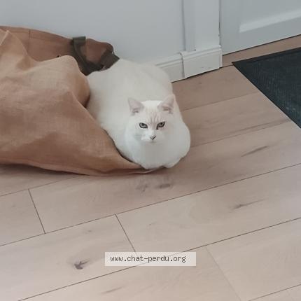 Photo 1/1 Moca Chat lost in Laye pegnel