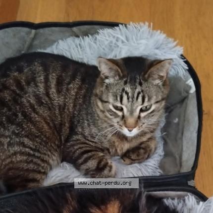 Photo 1/1 MOKA Chat lost in Vertou