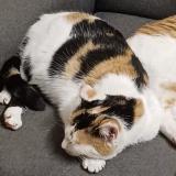 Picture of cat lost at Monesties