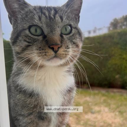 Photo 1/1 Raclo - Grisous Chat lost in Plaisir