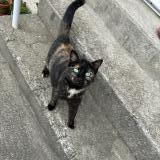 Picture of cat lost at Jabrun