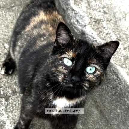 Photo 2/5 Minoune Chat lost in Jabrun