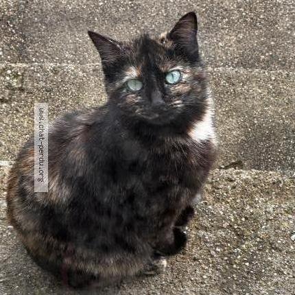 Photo 4/5 Minoune Chat lost in Jabrun