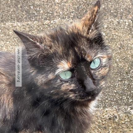 Photo 5/5 Minoune Chat lost in Jabrun