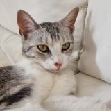 Picture of cat lost at Saint Quentin