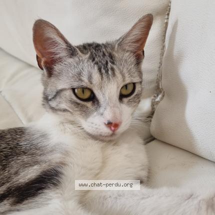 Photo 1/1 Mitaine Chat lost in Saint quentin