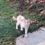 Picture of cat found at Tarare