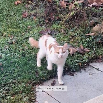Photo 1/1 Found cat Found in Tarare