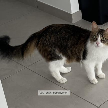 Photo 1/1 Milo Chat lost in Ceignac