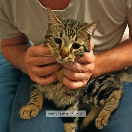 Photo 1/1 Found cat Found in Marseille