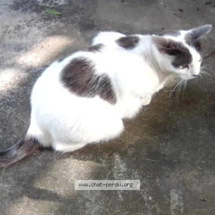 Photo 1/1 poupée Chat lost in La baule escoublac