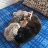 Picture of cat lost at Limoges