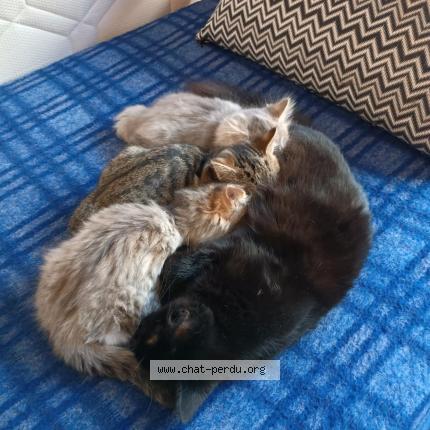 Photo 1/1 Plume Chat lost in Limoges