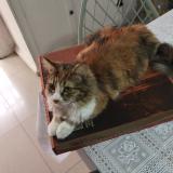 Photo of a cat found in Cerrillos