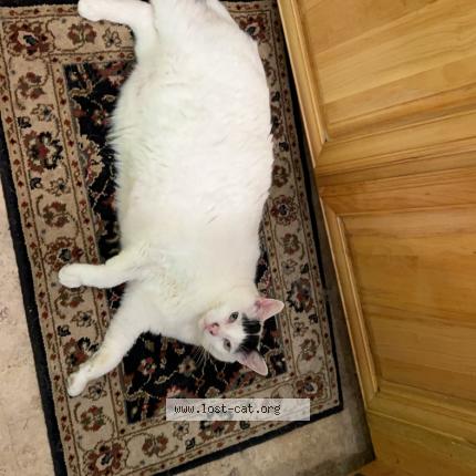 Photo 1/1 Leow Chat lost in Caledon