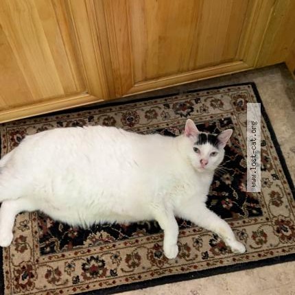Photo 1/1 Leow Cat lost in Caledon