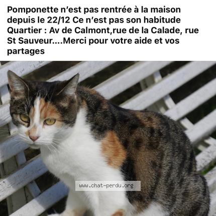 Photo 1/1 Pomponette Chat lost in Espalion
