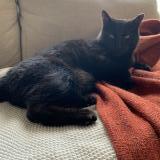 Picture of cat lost at Montreal