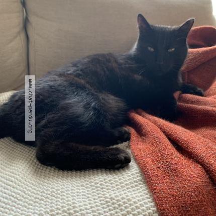 Photo 1/1 Wallace Chat lost in Montreal