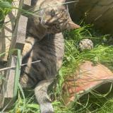 Picture of cat lost at Montfaucon